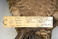 Somateria mollissima image