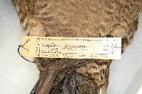 Somateria mollissima image