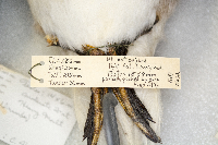 Clangula hyemalis image