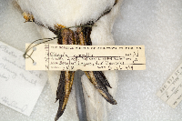 Media resource of Clangula hyemalis