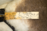 Branta bernicla image