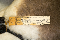 Branta bernicla image