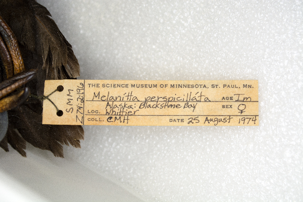 Melanitta perspicillata image
