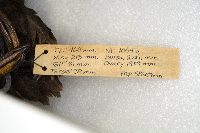 Melanitta perspicillata image