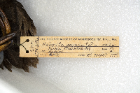 Media resource of Melanitta perspicillata