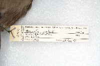 Media resource of Melanitta fusca