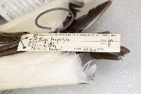 Rissa tridactyla image