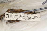 Media resource of Larus glaucescens