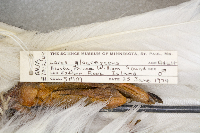 Larus glaucescens image