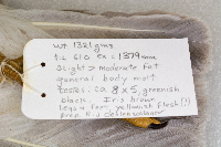 Larus glaucescens image