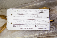 Larus glaucescens image