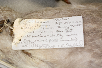 Larus glaucescens image