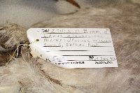 Larus glaucescens image