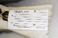 Media resource of Rissa tridactyla