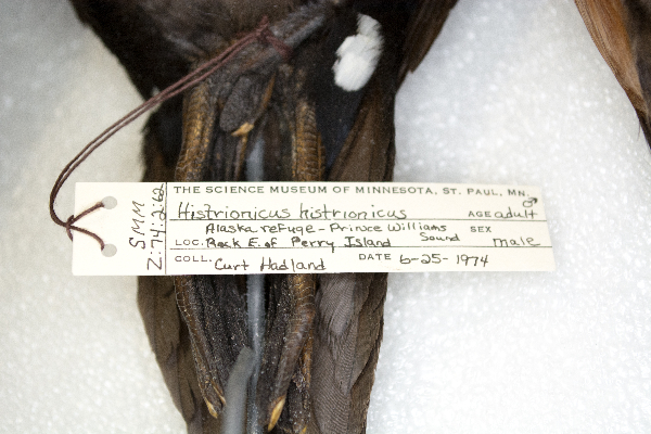Histrionicus histrionicus image