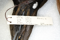 Histrionicus histrionicus image