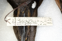 Media resource of Histrionicus histrionicus