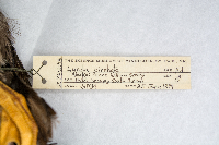 Corvus caurinus image