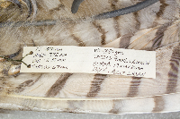 Bubo virginianus image