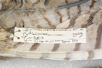 Bubo virginianus image