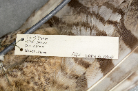 Bubo virginianus image