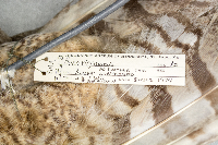 Bubo virginianus image