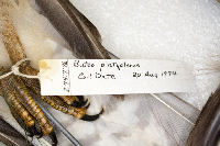 Buteo platypterus image