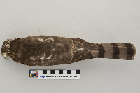 Accipiter striatus image