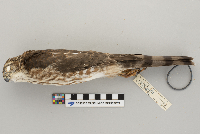 Accipiter striatus image