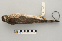 Accipiter striatus image