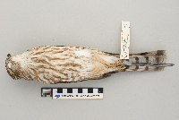 Accipiter striatus image