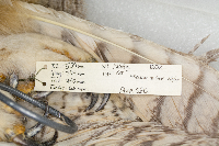 Bubo virginianus image