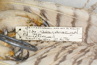 Bubo virginianus image