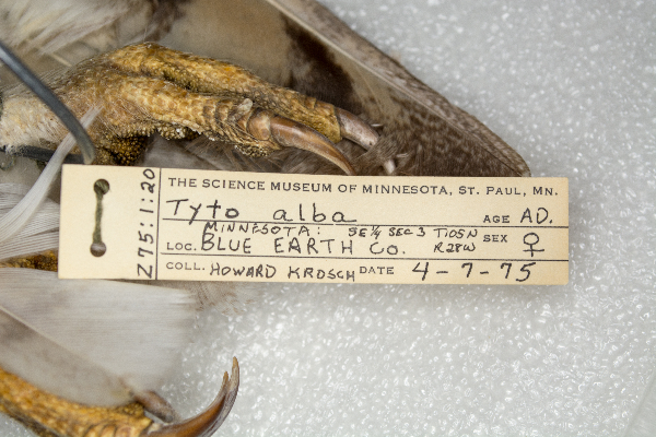 Tytonidae image