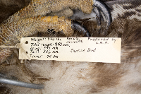 Haliaeetus leucocephalus image