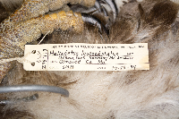 Haliaeetus leucocephalus image