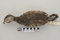 Podilymbus podiceps image