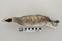 Podilymbus podiceps image