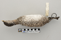 Podilymbus podiceps image