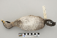 Podilymbus podiceps image