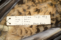 Buteo swainsoni image