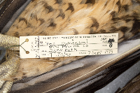 Media resource of Buteo swainsoni