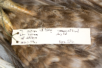 Buteo jamaicensis image