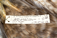 Buteo jamaicensis image