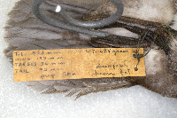 Lophodytes cucullatus image