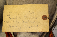 Anas platyrhynchos image