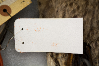 Anas platyrhynchos image