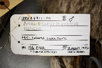 Anas platyrhynchos image