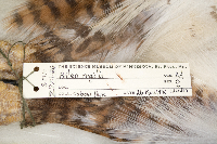 Media resource of Buteo regalis