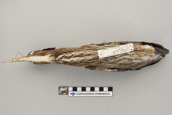 Butorides striatus image